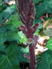 Orobanche hederae