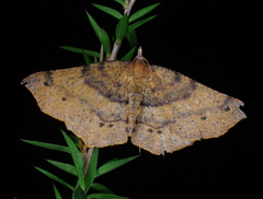 Rhinodia rostraria