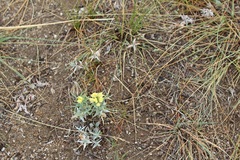 Linaria buriatica