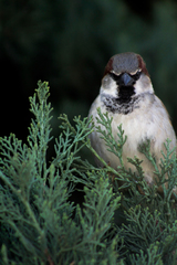 Passer domesticus