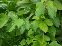 Grewia abutilifolia