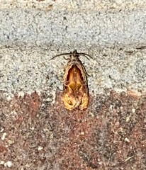 Zomaria interruptolineana