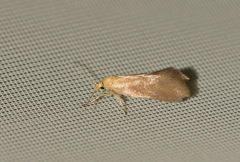 Crassa tinctella