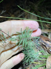 Gompholobium pinnatum