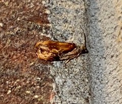 Zomaria interruptolineana