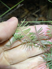 Gompholobium pinnatum