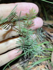 Gompholobium pinnatum