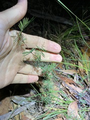 Gompholobium pinnatum