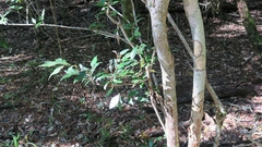 Trichocladus ellipticus