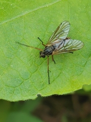 Rhagio annulatus