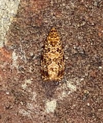 Phaecasiophora niveiguttana