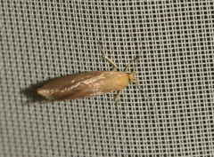 Crassa tinctella