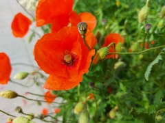 Papaver rhoeas