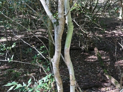 Trichocladus ellipticus