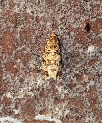 Phaecasiophora niveiguttana