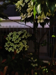 Cornus kousa