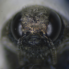Acmaeodera brevipes