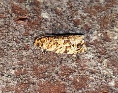 Phaecasiophora niveiguttana