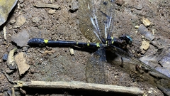 Macromia annaimallaiensis