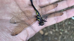 Macromia annaimallaiensis