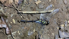 Macromia annaimallaiensis