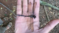 Macromia annaimallaiensis