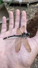 Macromia annaimallaiensis