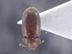 Ennearthron cornutum