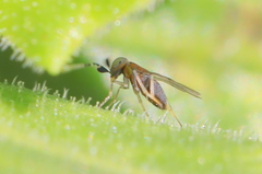 Anagyrus