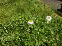 Erigeron annuus
