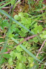 Hesperocodon hederaceus