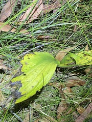 Eulophia cernua
