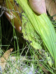 Eulophia cernua
