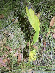 Eulophia cernua