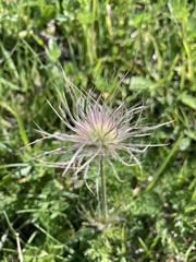 Pulsatilla vulgaris