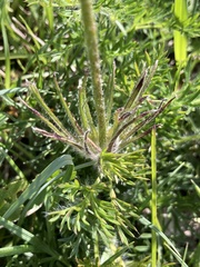 Pulsatilla vulgaris