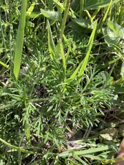 Pulsatilla vulgaris