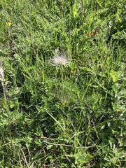 Pulsatilla vulgaris