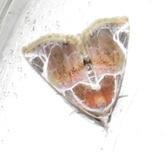 Eublemma costimacula