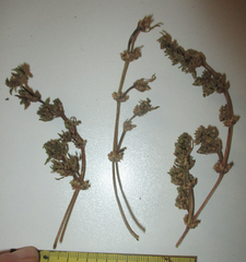 Trianthema salsoloides image