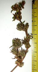 Trianthema salsoloides image