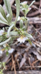 Scaevola canescens