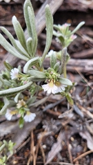 Scaevola canescens