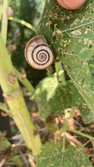 Helicella itala