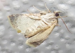 Eublemma costimacula