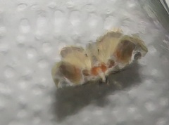 Eublemma costimacula