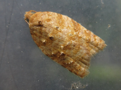 Acleris affinatana