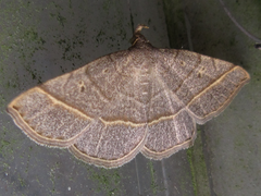 Paracolax trilinealis