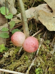 Trigonaspis megaptera