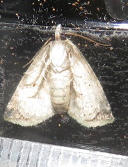 Eublemma costimacula